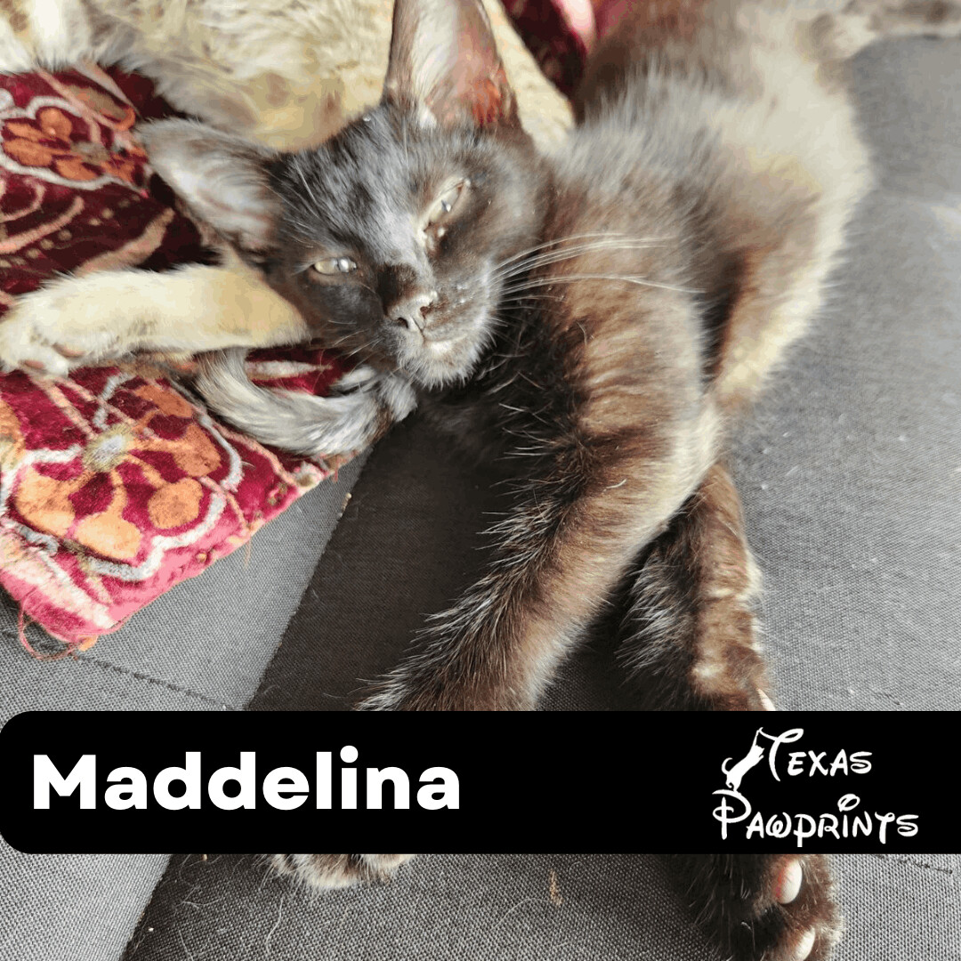 Maddelina, a Adoptable Domestic Short Hair in Dallas, TX image 1/2