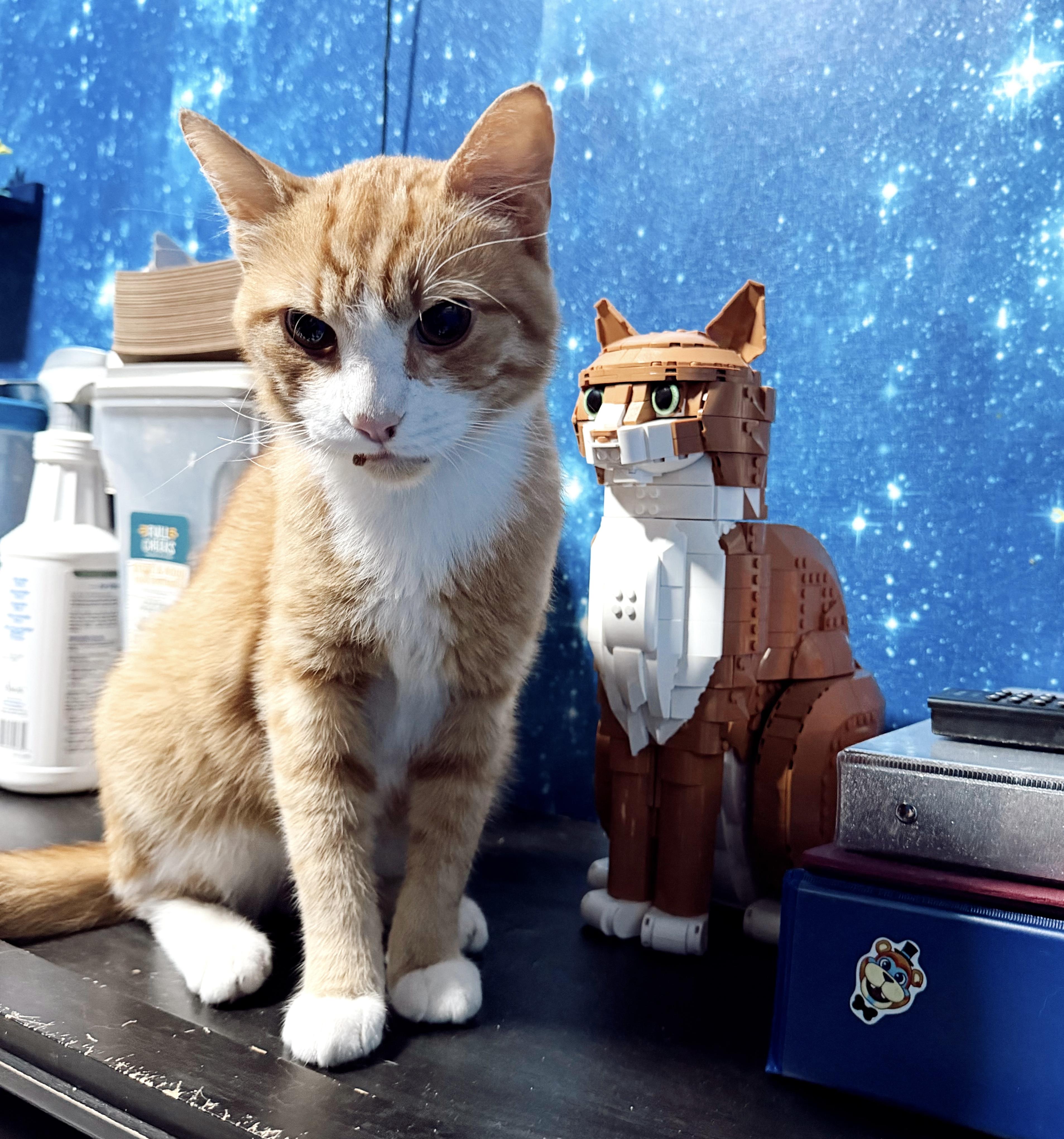Jason, an adopted Tabby in Philadelphia, PA image 5/6