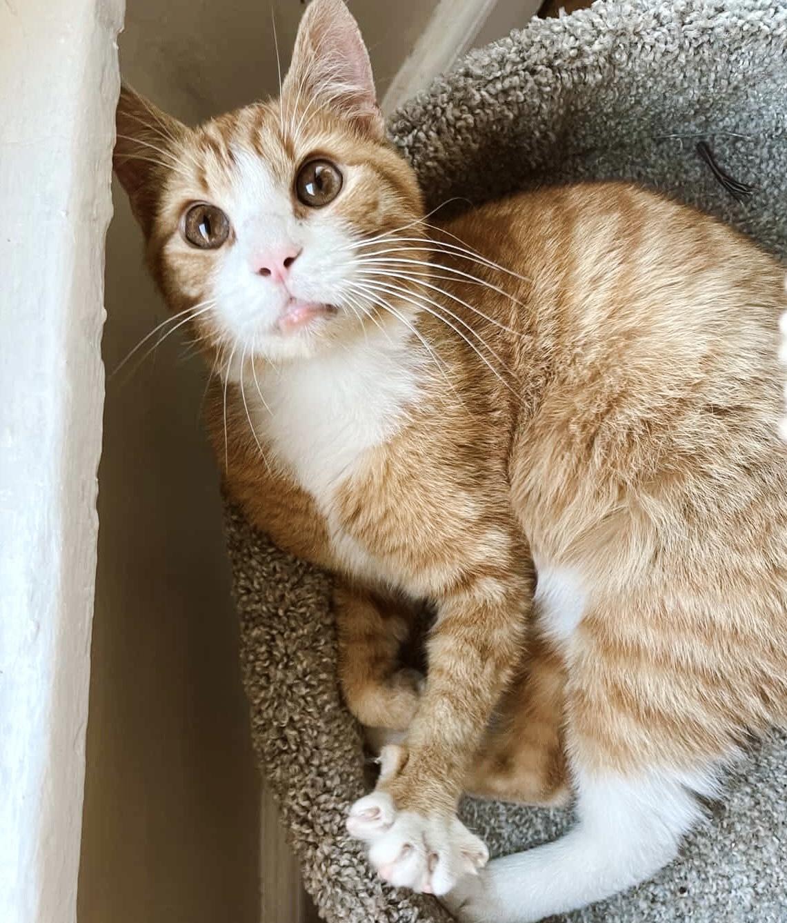 Jason, an adopted Tabby in Philadelphia, PA image 4/6