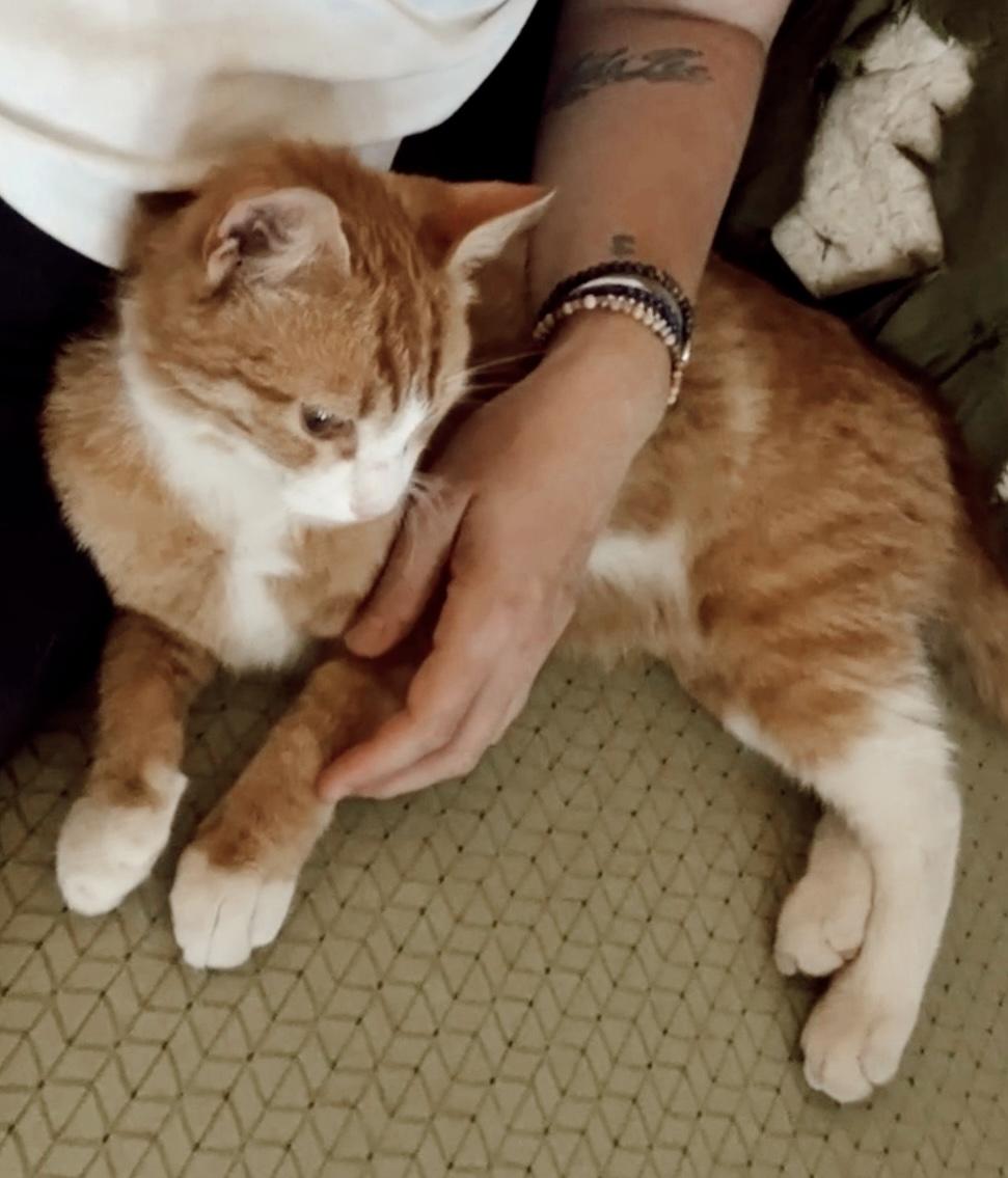 Jason, an adopted Tabby in Philadelphia, PA image 6/6