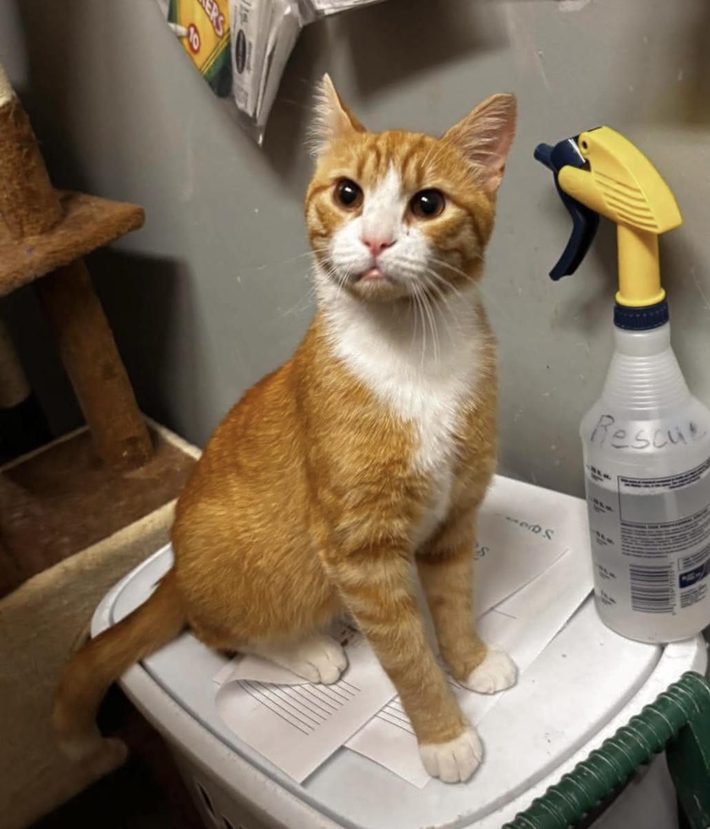 Jason, adopted, Young Male Tabby.