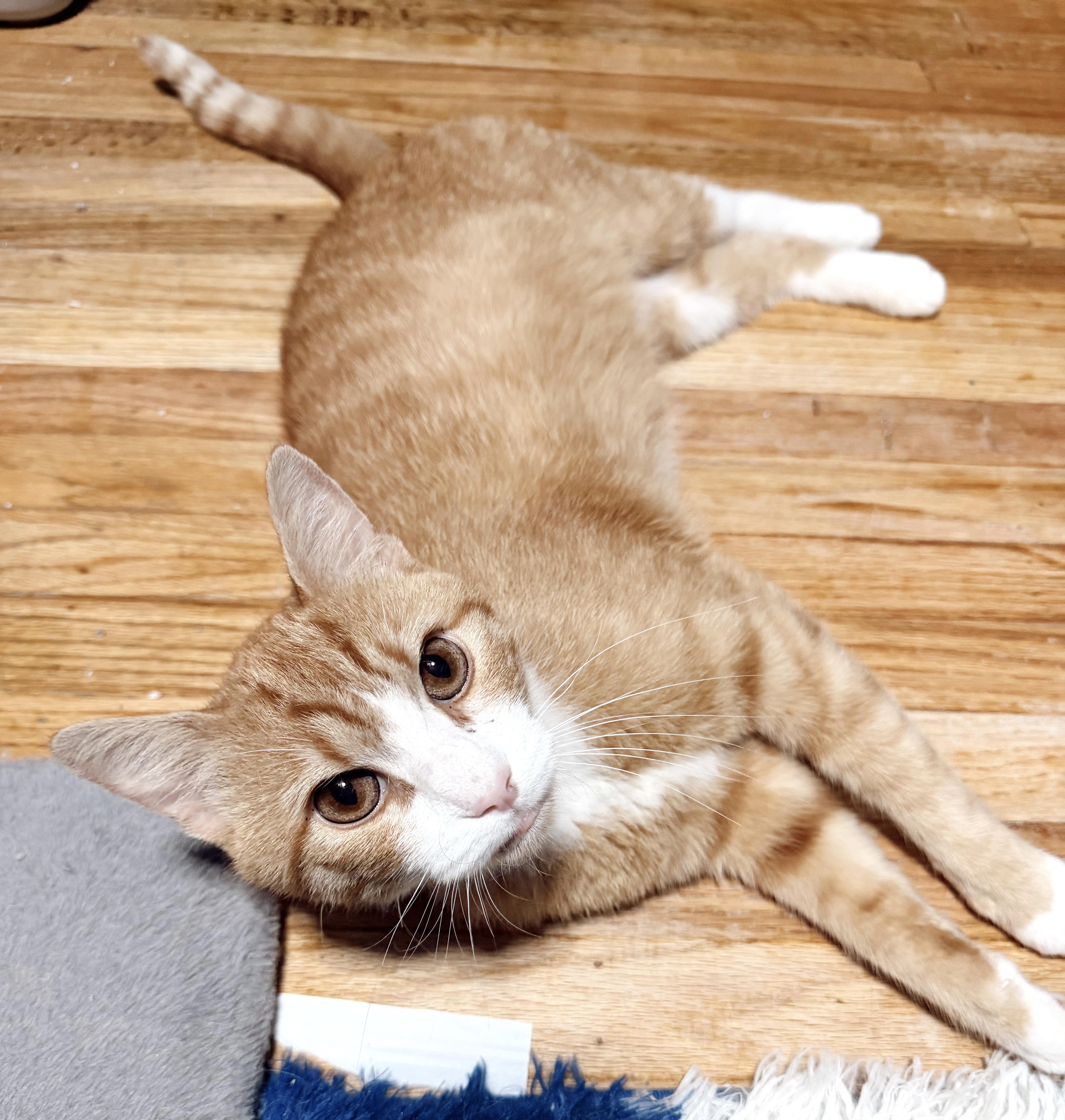 Jason, an adopted Tabby in Philadelphia, PA image 2/6