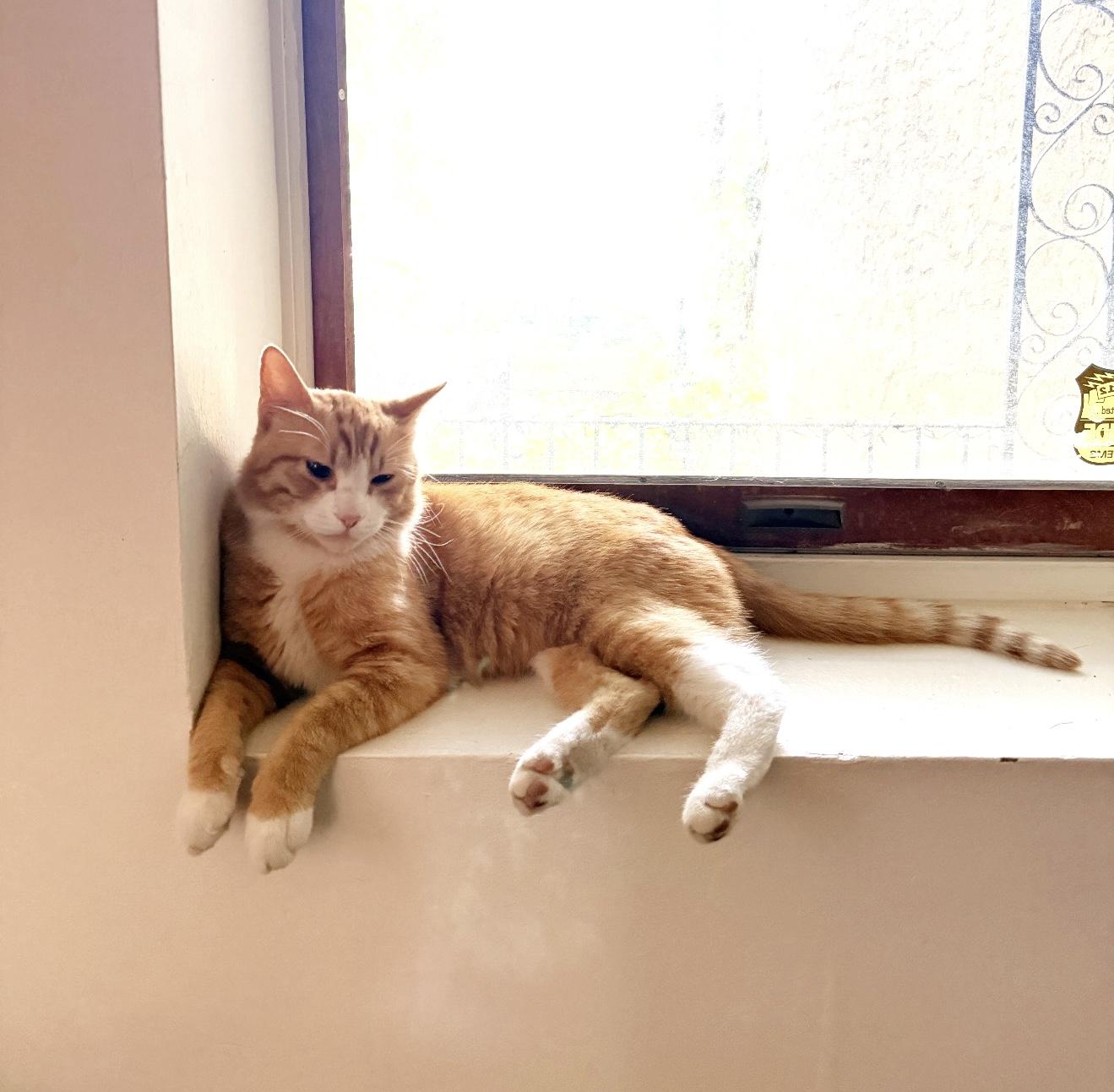 Jason, an adopted Tabby in Philadelphia, PA image 3/6