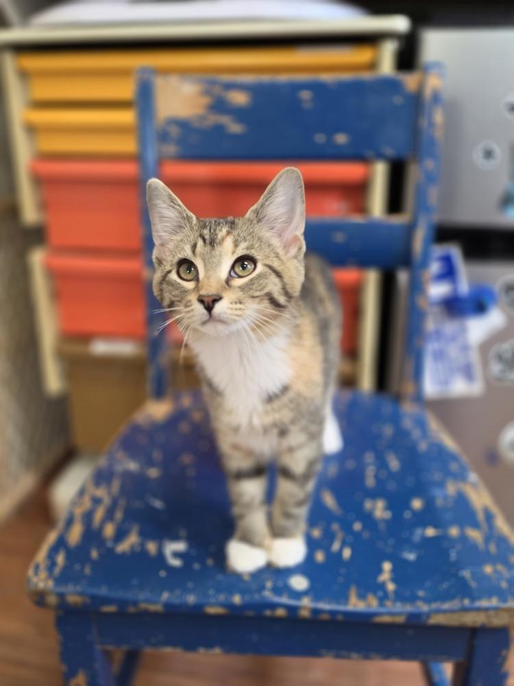Enlarge Elara, a Adoptable mixed breed in Wild Rose, WI image 2/3