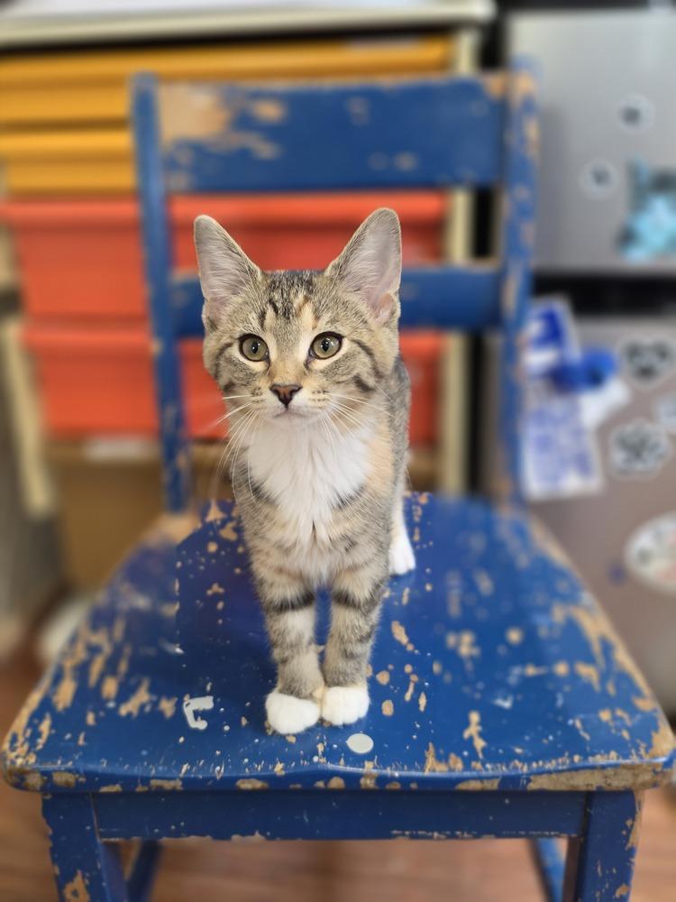 Elara, Adoptable, Young Female Domestic Short Hair.