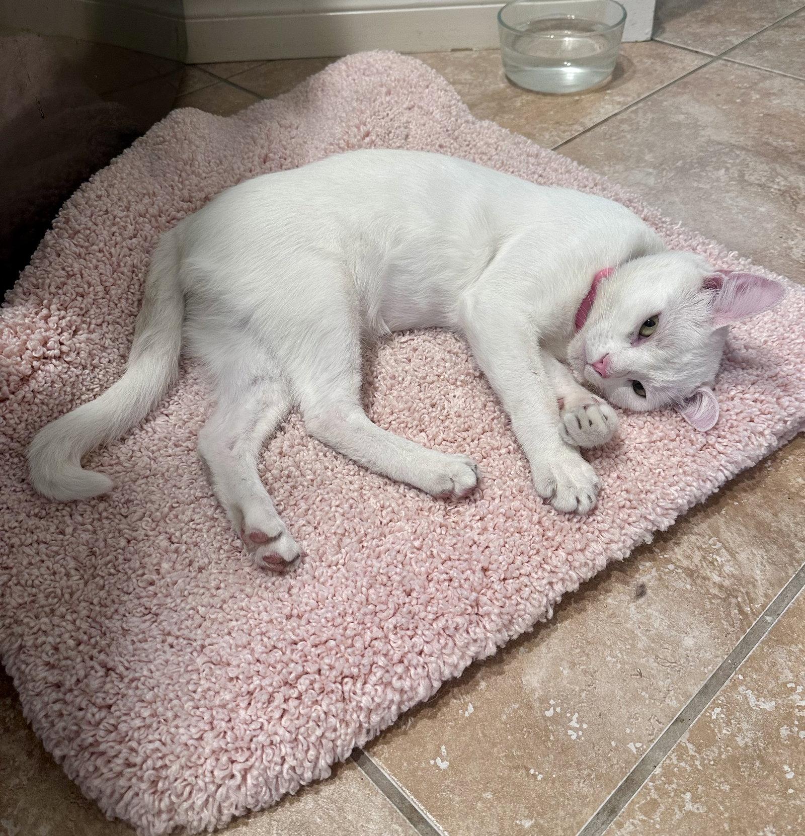 Milky Man, Adoptable, Adult Male Domestic Short Hair & Domestic Short Hair.