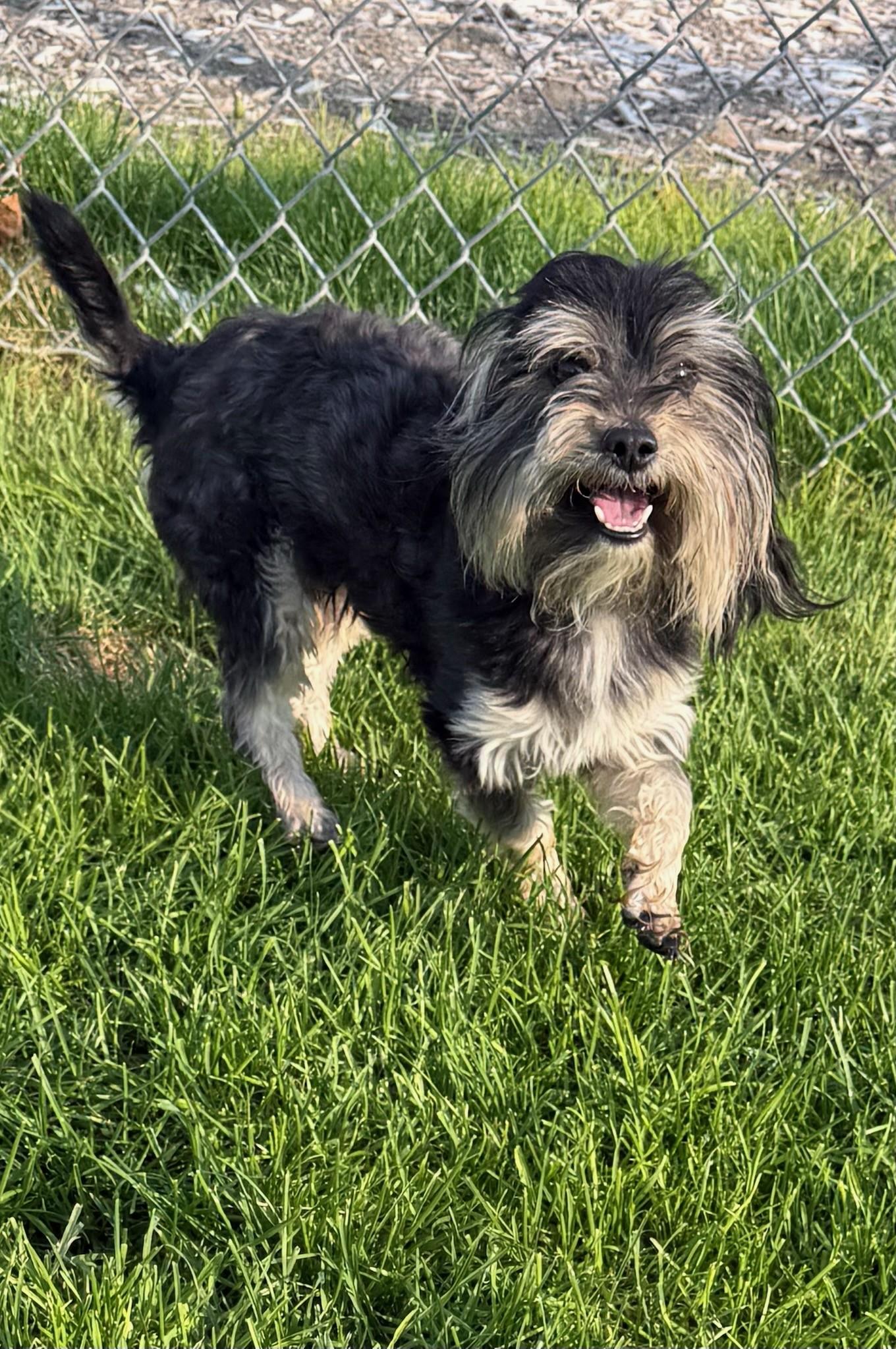 61456918, ADOPTABLE, Adult Male Shih Tzu.