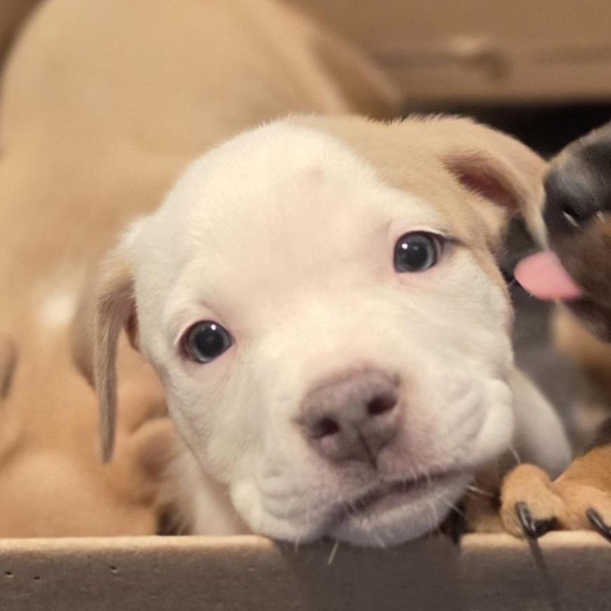 Enlarge Macaroon, a Adoptable mixed breed in Grapevine, TX image 1/5