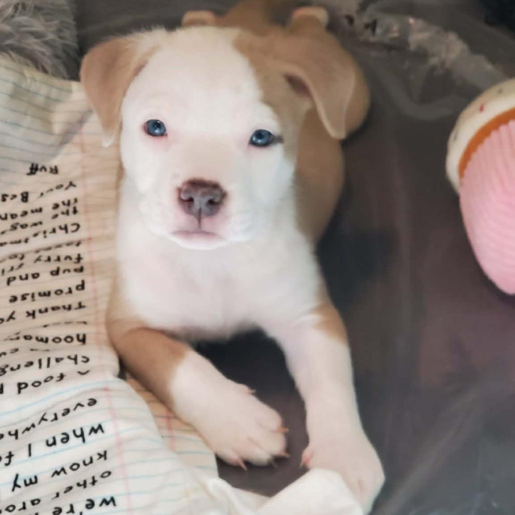 Enlarge Macaroon, a Adoptable mixed breed in Grapevine, TX image 2/5