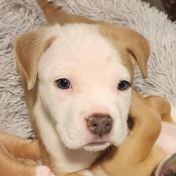 Enlarge Macaroon, a Adoptable mixed breed in Grapevine, TX image 3/5