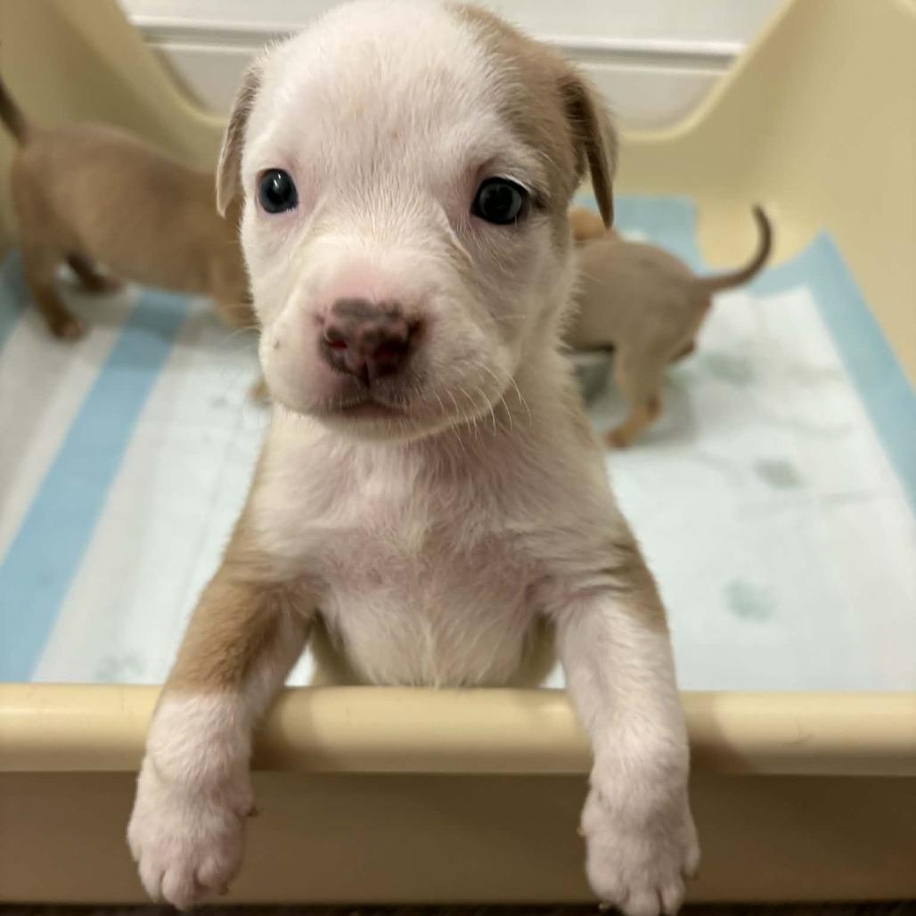 Enlarge Macaroon, a Adoptable mixed breed in Grapevine, TX image 4/5