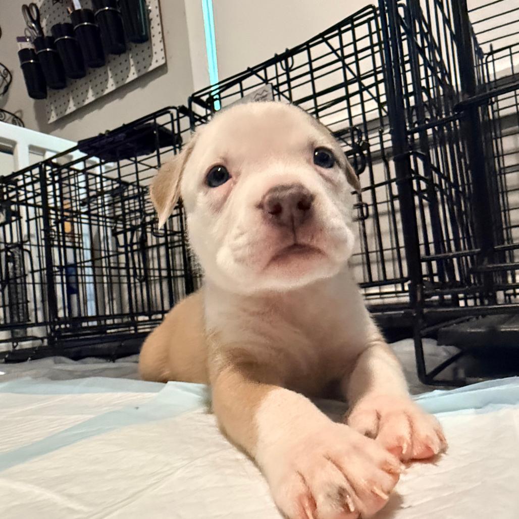 Enlarge Macaroon, a Adoptable mixed breed in Grapevine, TX image 5/5