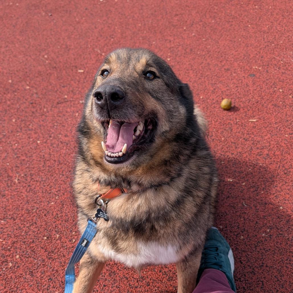 Ginger, Adoptable, Adult Male Norwegian Elkhound.