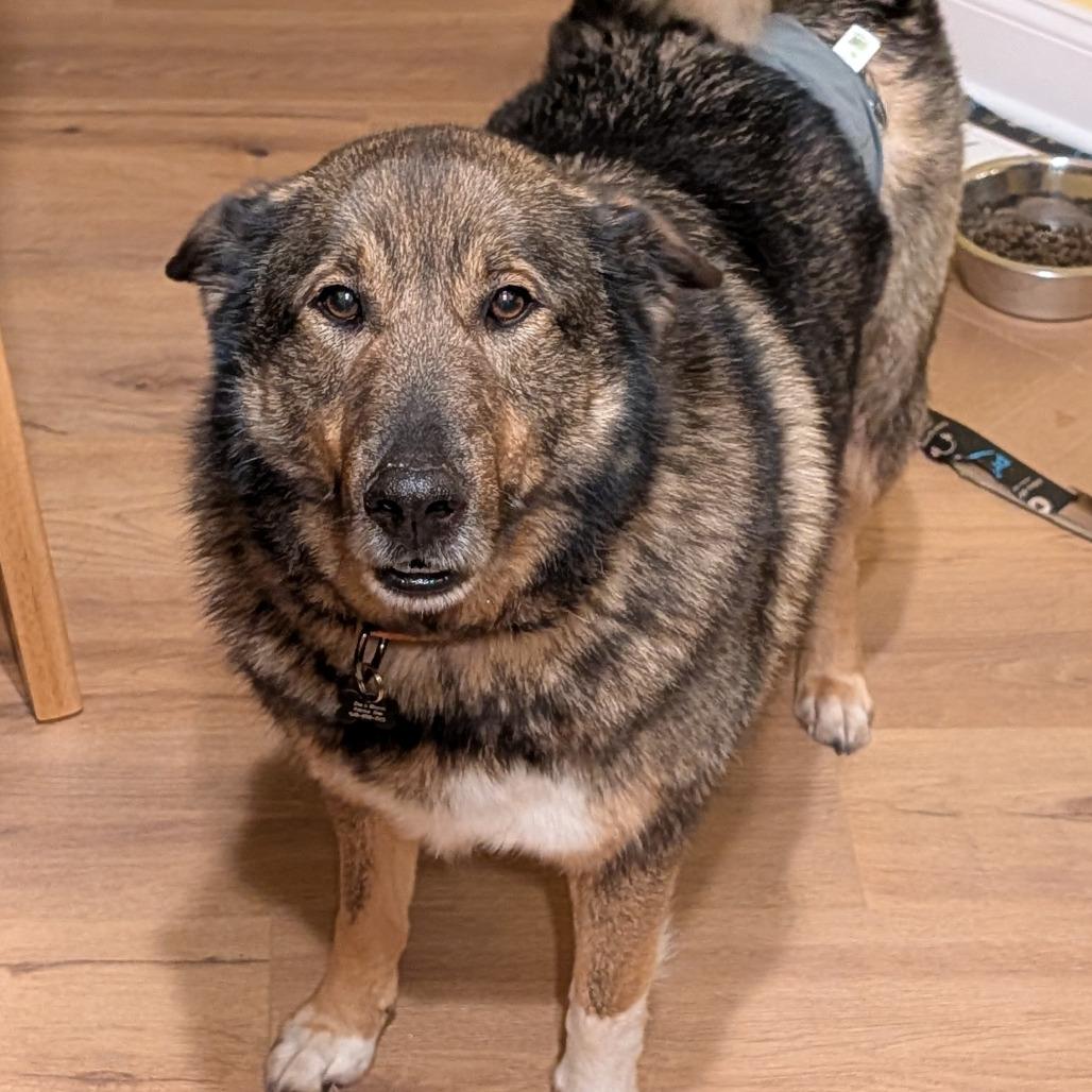 Ginger, a Adoptable Norwegian Elkhound in Sinking Spring, PA image 2/5