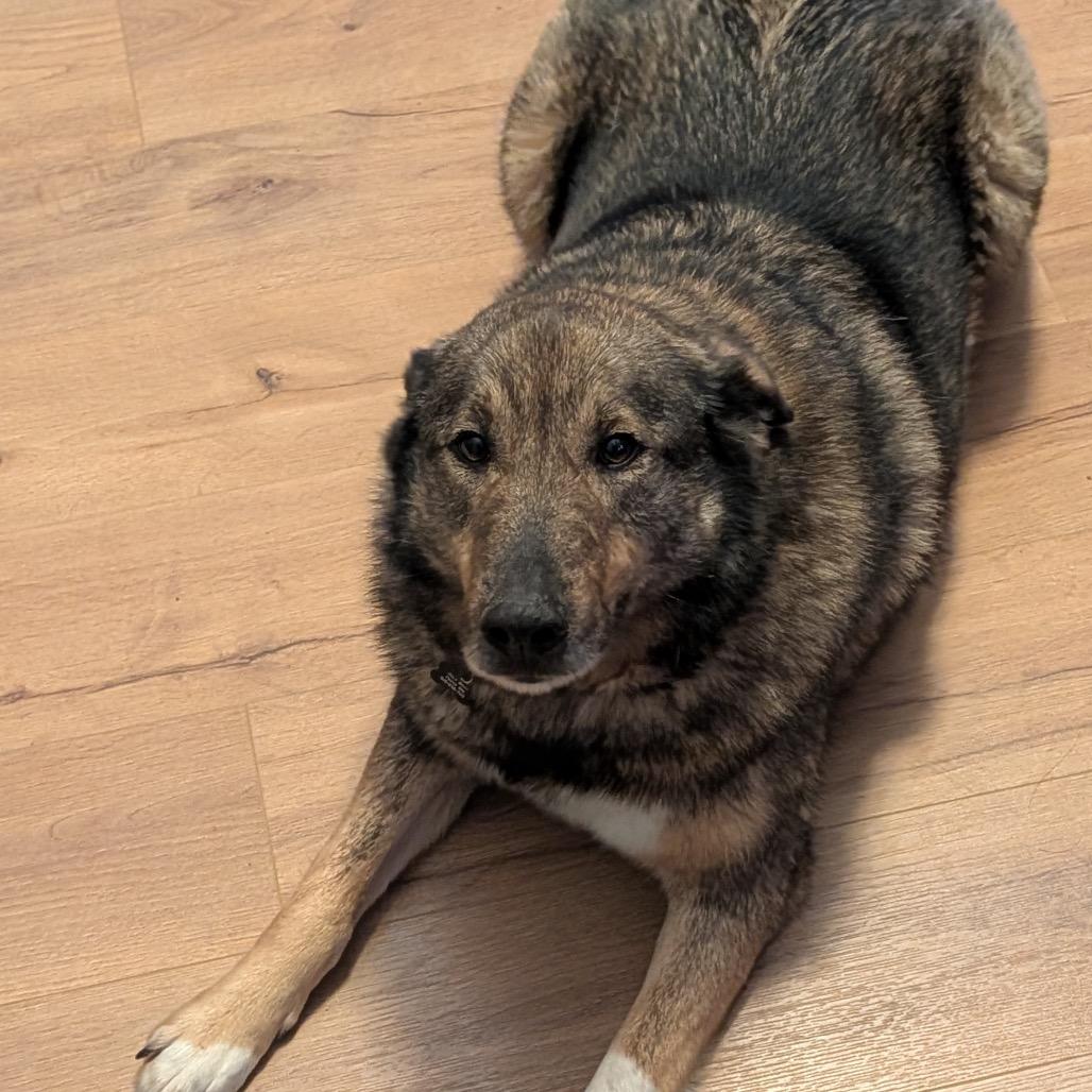 Ginger, a Adoptable Norwegian Elkhound in Sinking Spring, PA image 3/5