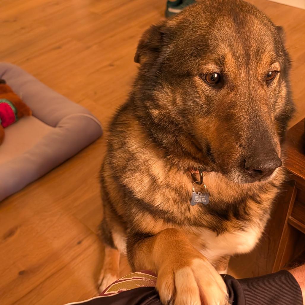 Ginger, a Adoptable Norwegian Elkhound in Sinking Spring, PA image 4/5