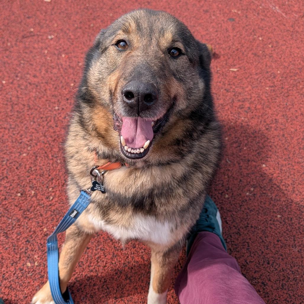 Ginger, a Adoptable Norwegian Elkhound in Sinking Spring, PA image 5/5