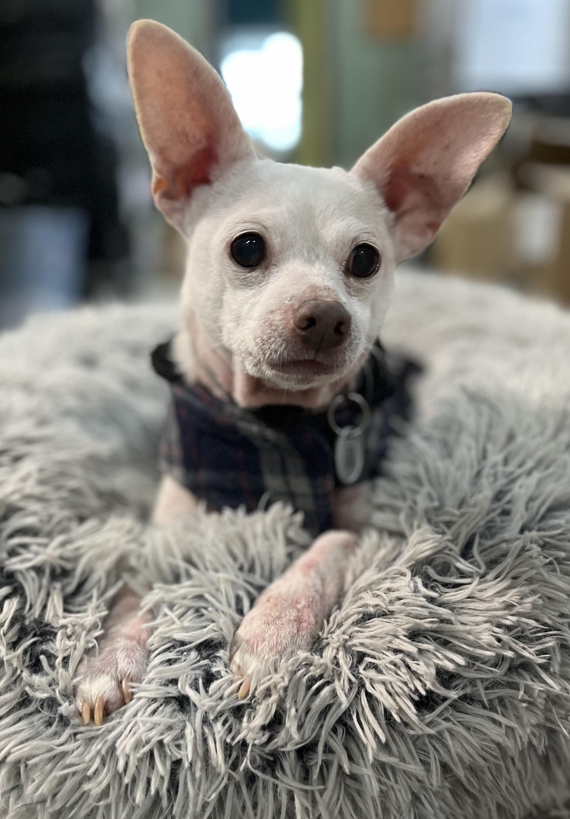 Enlarge Tucker, a Adoptable Chihuahua in Blackstone, MA image 3/5