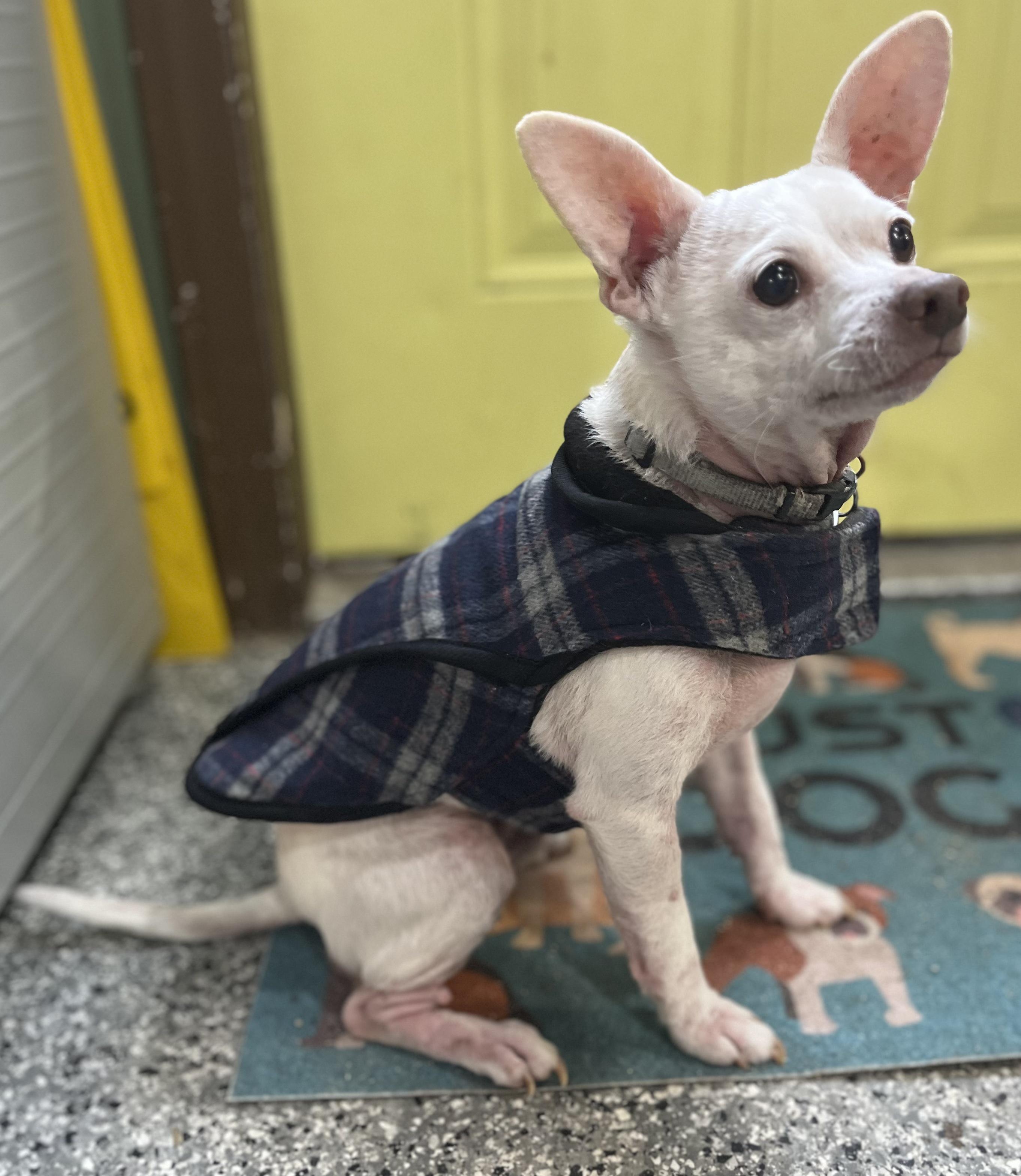 Tucker, Adoptable, Senior Male Chihuahua.