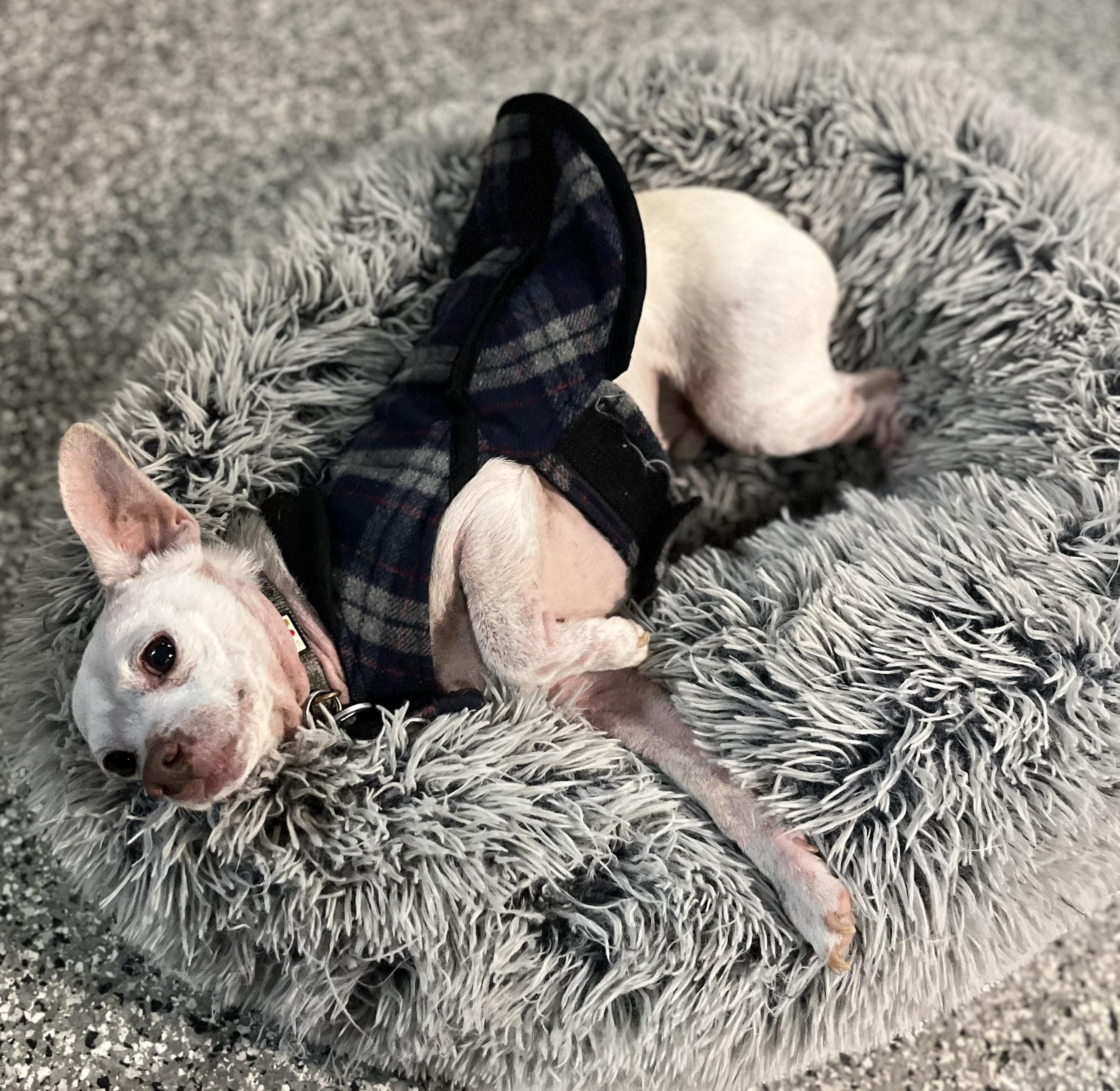 Enlarge Tucker, a Adoptable Chihuahua in Blackstone, MA image 2/5