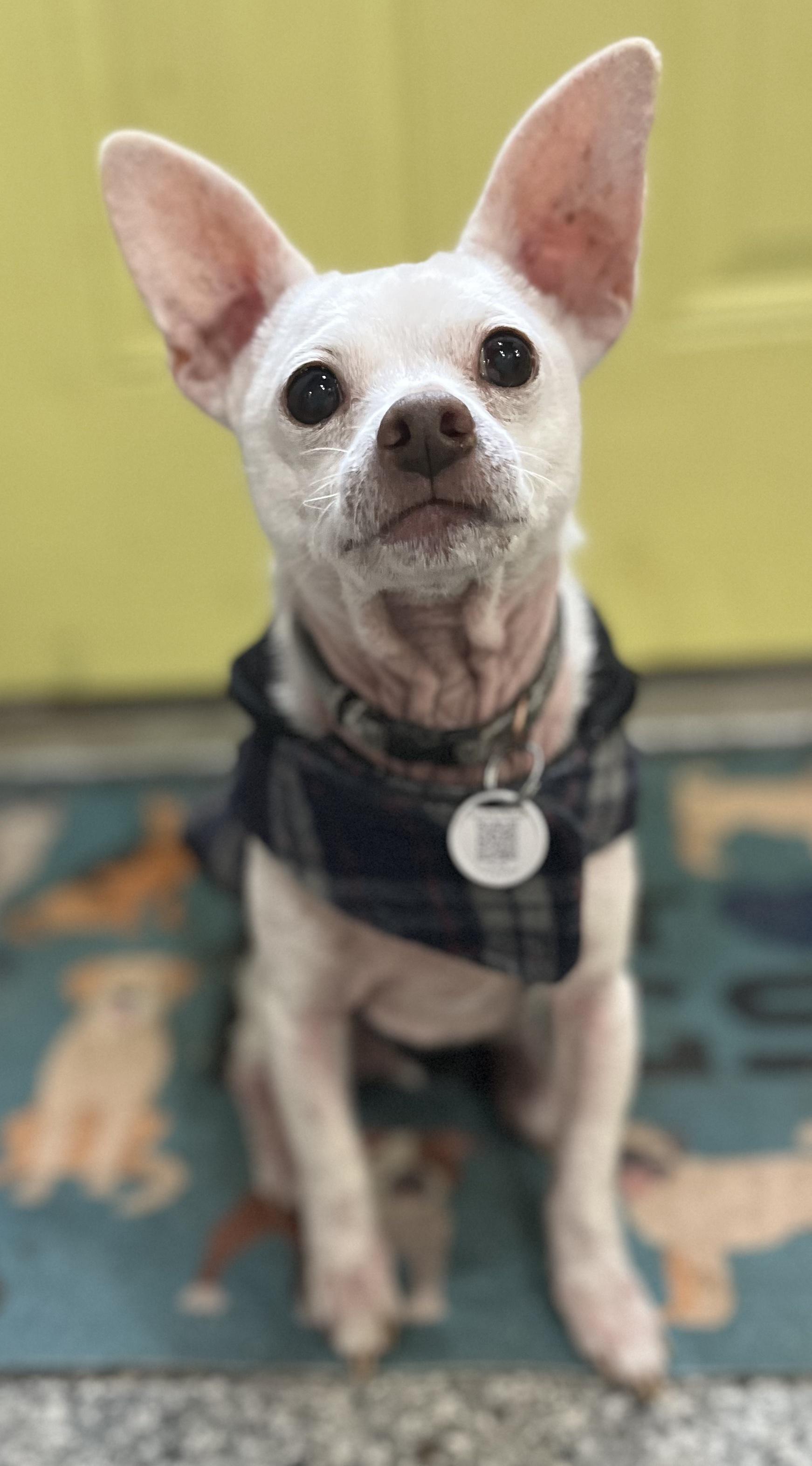 Enlarge Tucker, a Adoptable Chihuahua in Blackstone, MA image 4/5