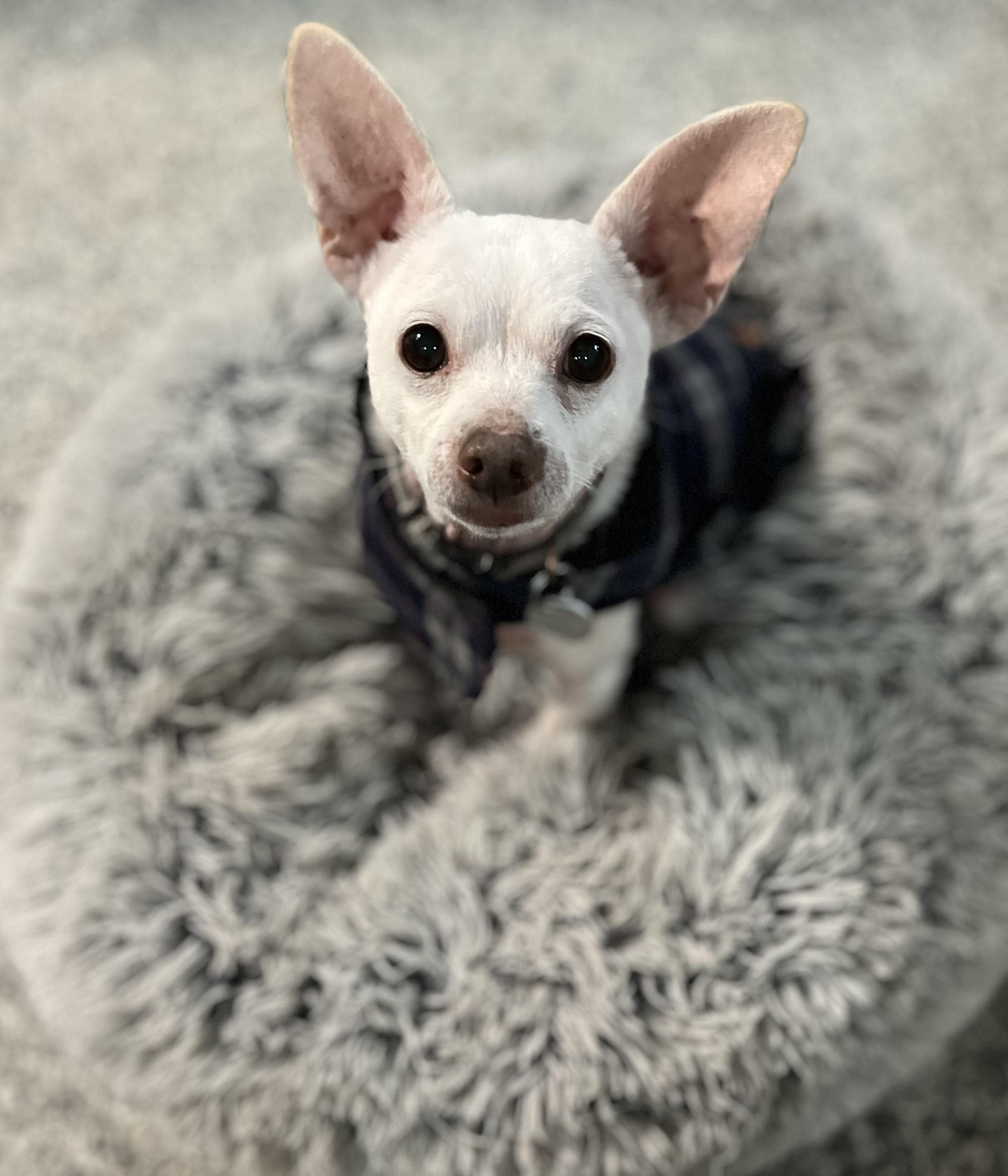 Enlarge Tucker, a Adoptable Chihuahua in Blackstone, MA image 5/5