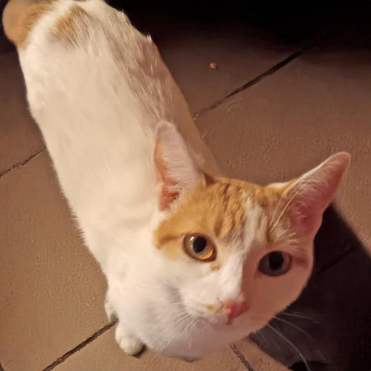 Madonna W, a Adoptable Domestic Short Hair in Somerset, KY image 1/4