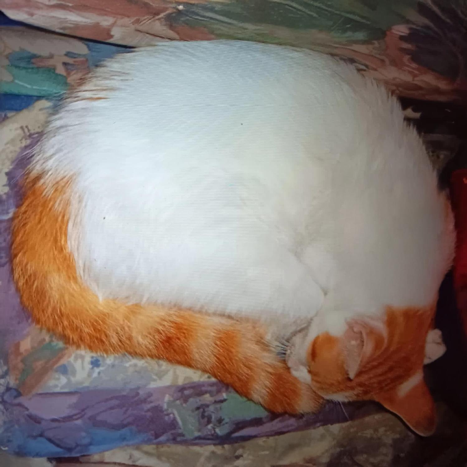 Madonna W, a Adoptable Domestic Short Hair in Somerset, KY image 2/4