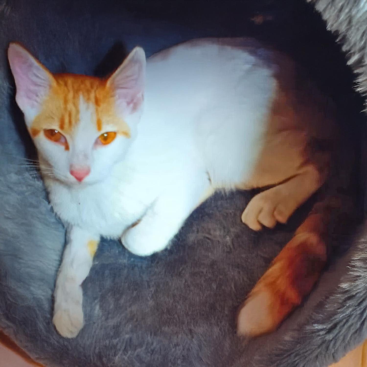 Madonna W, a Adoptable Domestic Short Hair in Somerset, KY image 4/4