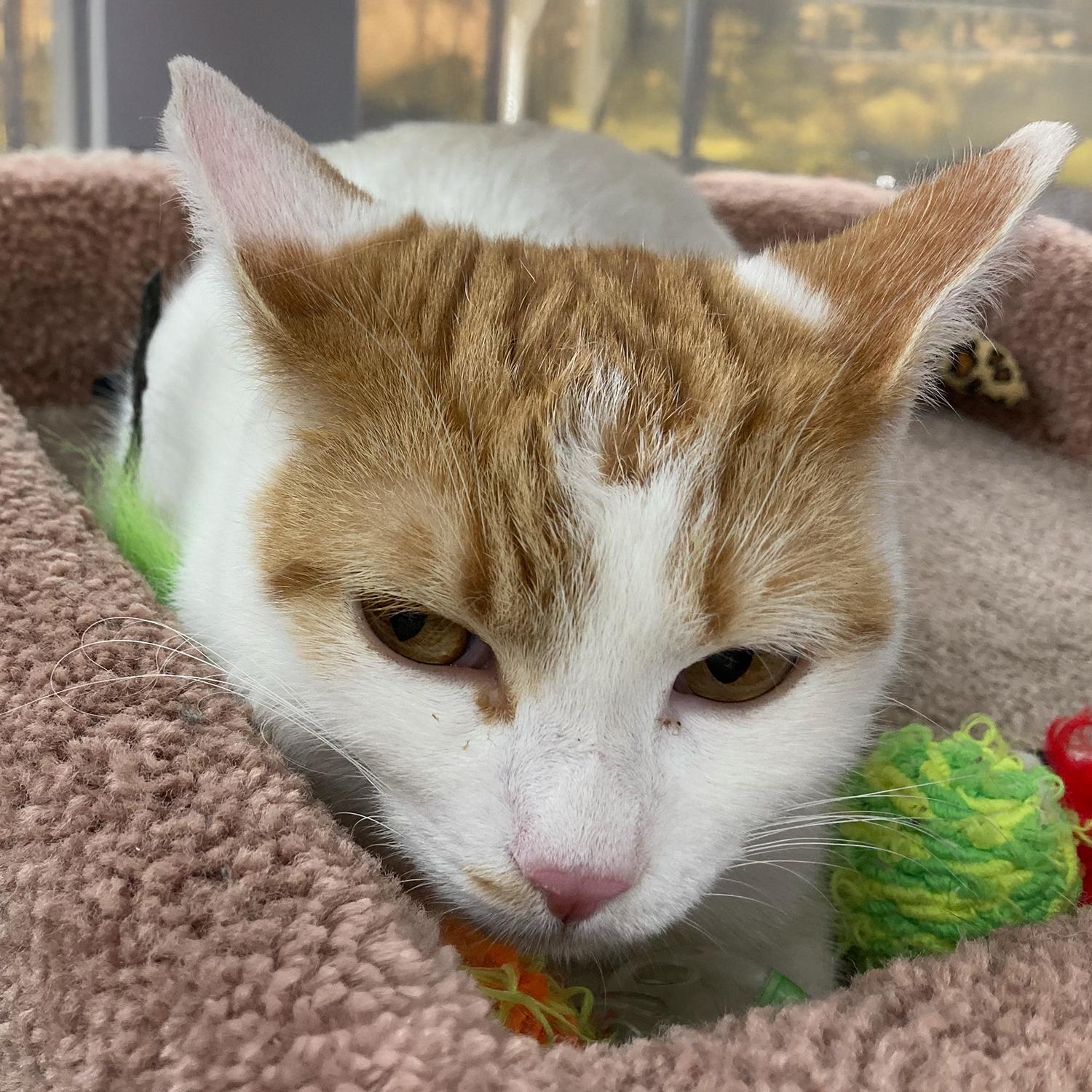 Madonna W, a Adoptable Domestic Short Hair in Somerset, KY image 3/4