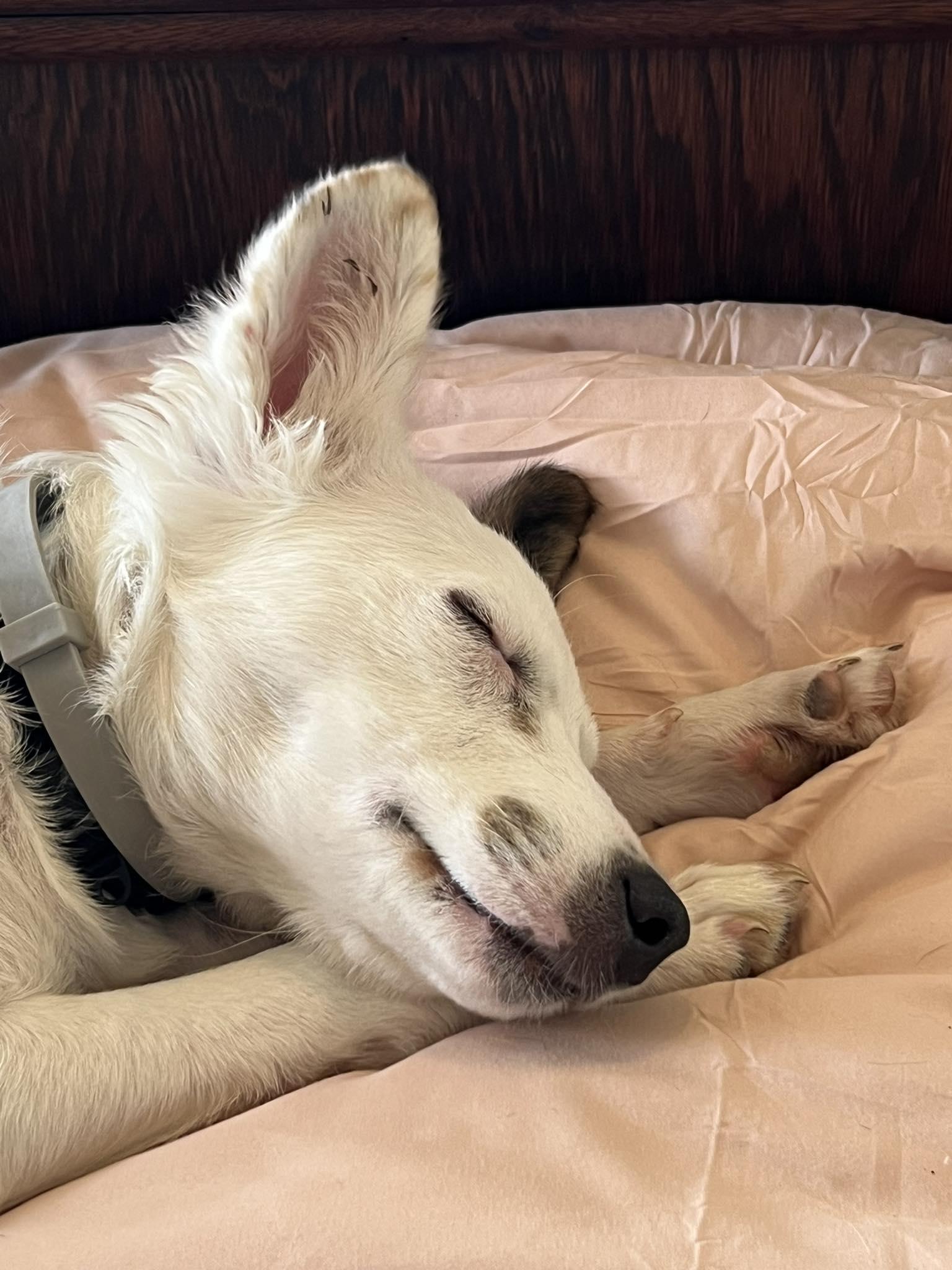 Merlin, adopted, Young Male Mixed Breed.