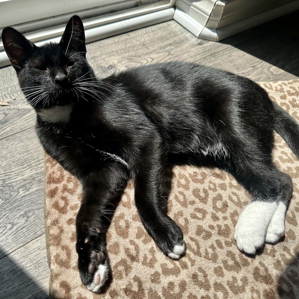 Enlarge Tom Yum, a Adoptable Domestic Short Hair in Los Angeles, CA image 1/6