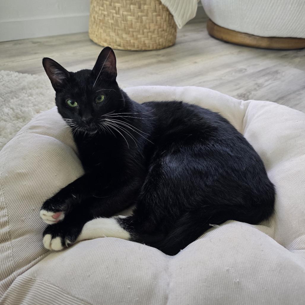 Enlarge Tom Yum, a Adoptable Domestic Short Hair in Los Angeles, CA image 2/6