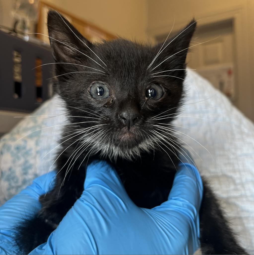Enlarge Tom Yum, a Adoptable Domestic Short Hair in Los Angeles, CA image 3/6