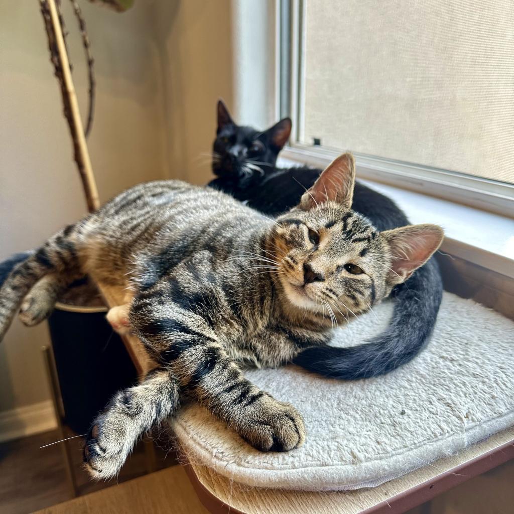 Enlarge Tom Yum, a Adoptable Domestic Short Hair in Los Angeles, CA image 4/6