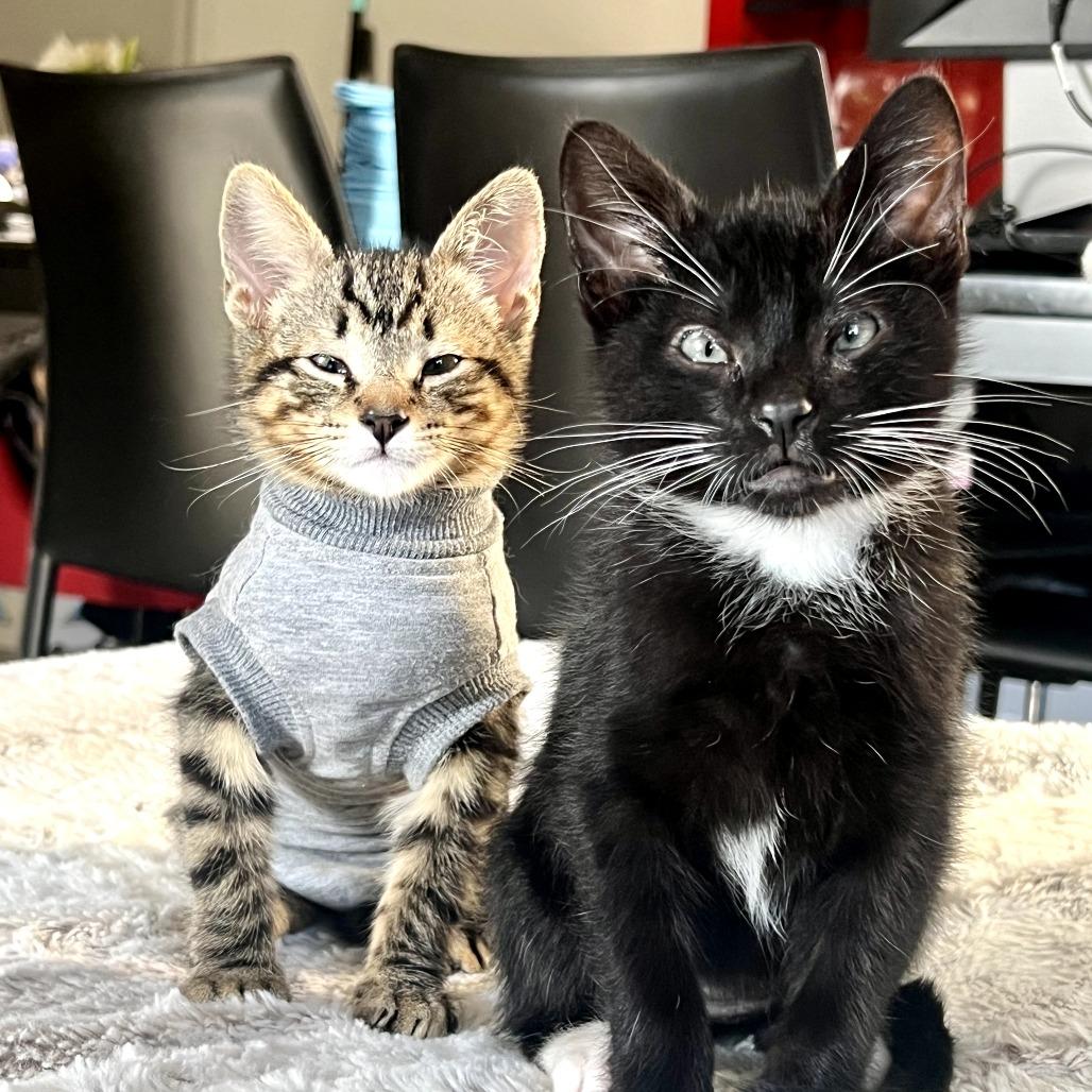 Enlarge Tom Yum, a Adoptable Domestic Short Hair in Los Angeles, CA image 5/6