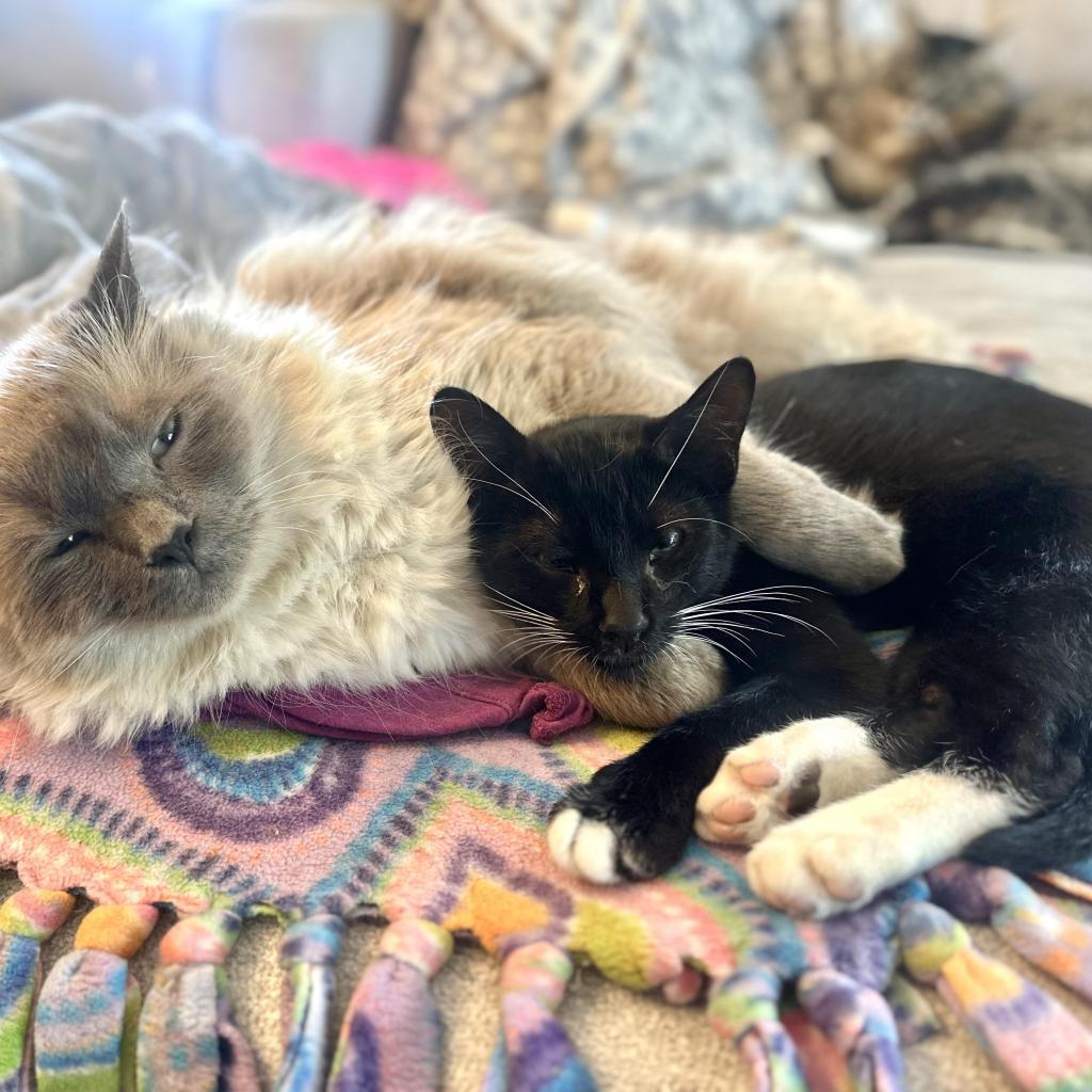 Enlarge Tom Yum, a Adoptable Domestic Short Hair in Los Angeles, CA image 6/6