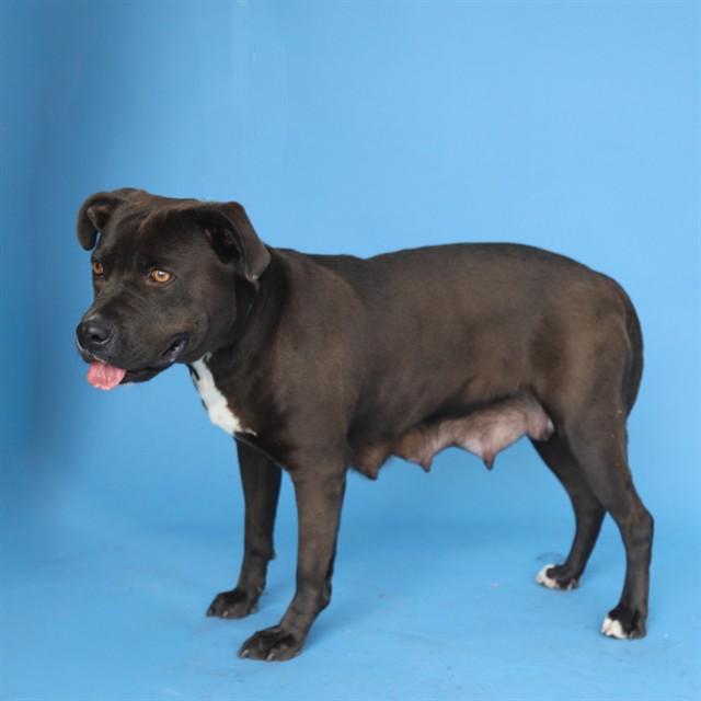VALENTINA, Adoptable, Adult Female Pit Bull Terrier.