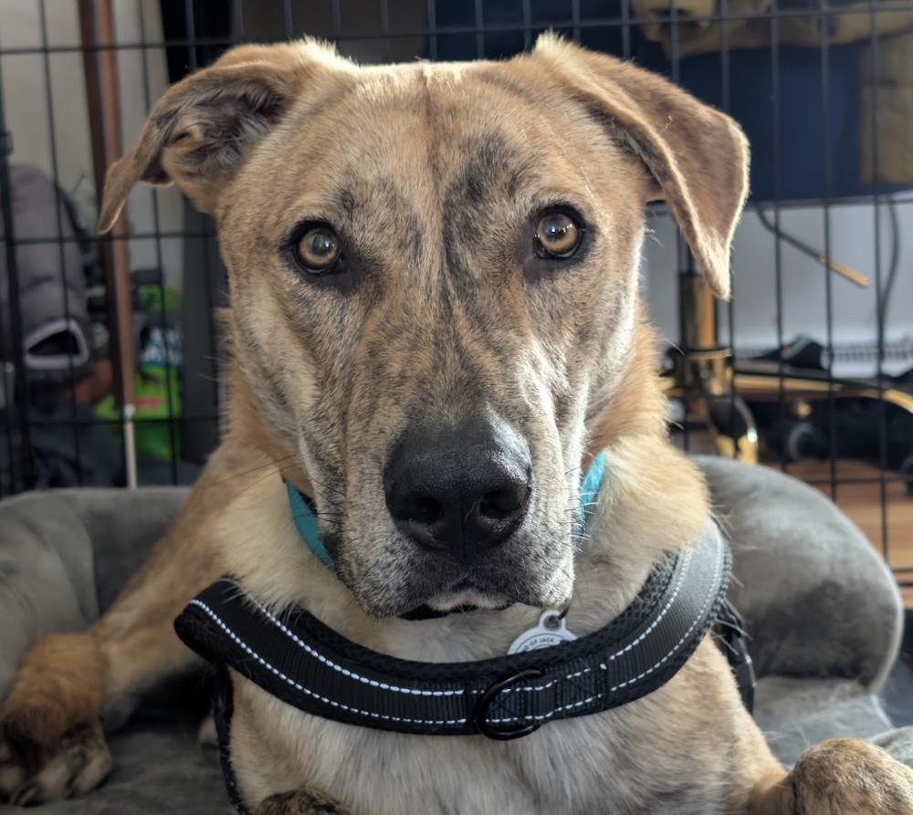 Enlarge Rubble, a Adoptable mixed breed in Denver, CO image 1/4