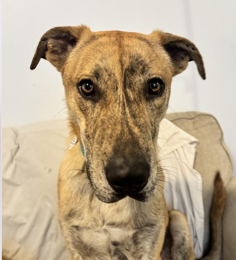Rubble, a Adoptable mixed breed in Denver, CO image 2/6