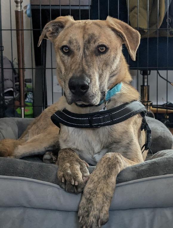 Enlarge Rubble, a Adoptable mixed breed in Denver, CO image 2/4