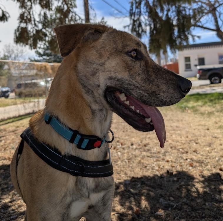 Enlarge Rubble, a Adoptable mixed breed in Denver, CO image 3/4