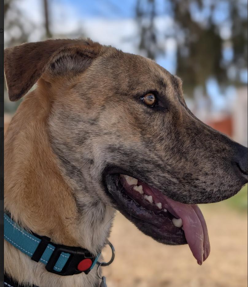 Enlarge Rubble, a Adoptable mixed breed in Denver, CO image 4/4