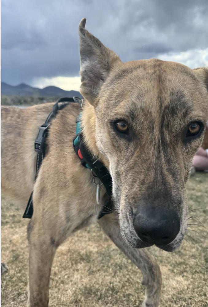 Rubble, a Adoptable mixed breed in Denver, CO image 6/6