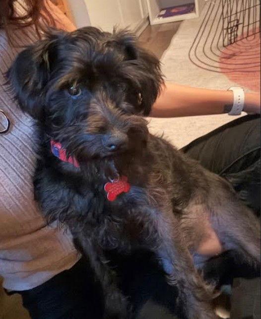 Pippa, Adopted, Puppy Female Schnauzer & Poodle.