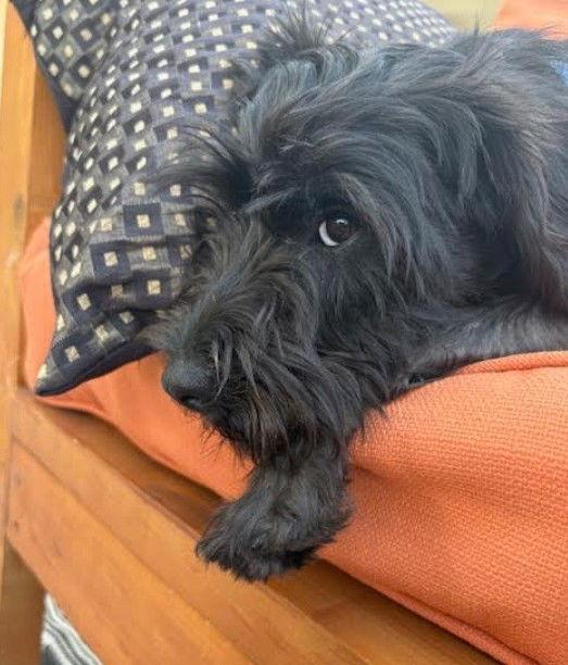 Pippa, a Adopted mixed breed in San Diego, CA image 2/3