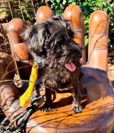 Pippa, a Adopted mixed breed in San Diego, CA image 3/3