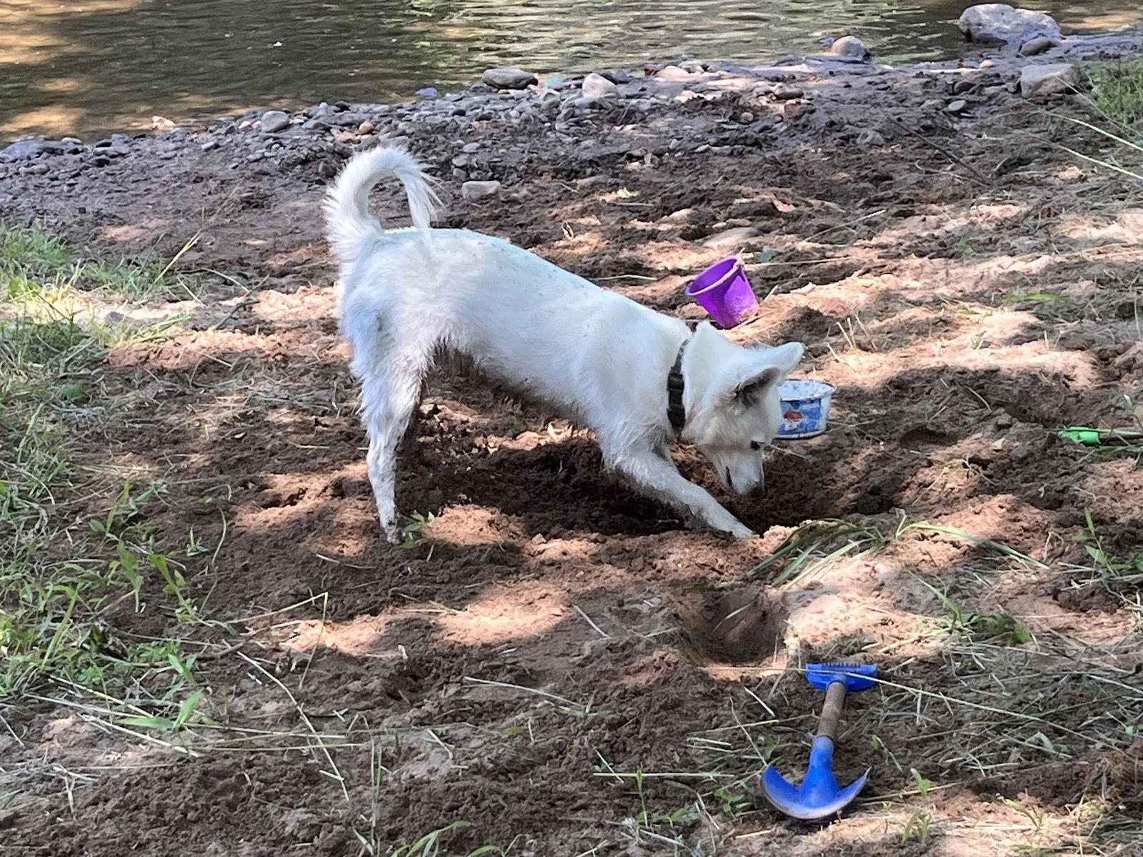 Teddy of Westernport Md, Adoptable, Young Male American Eskimo Dog.