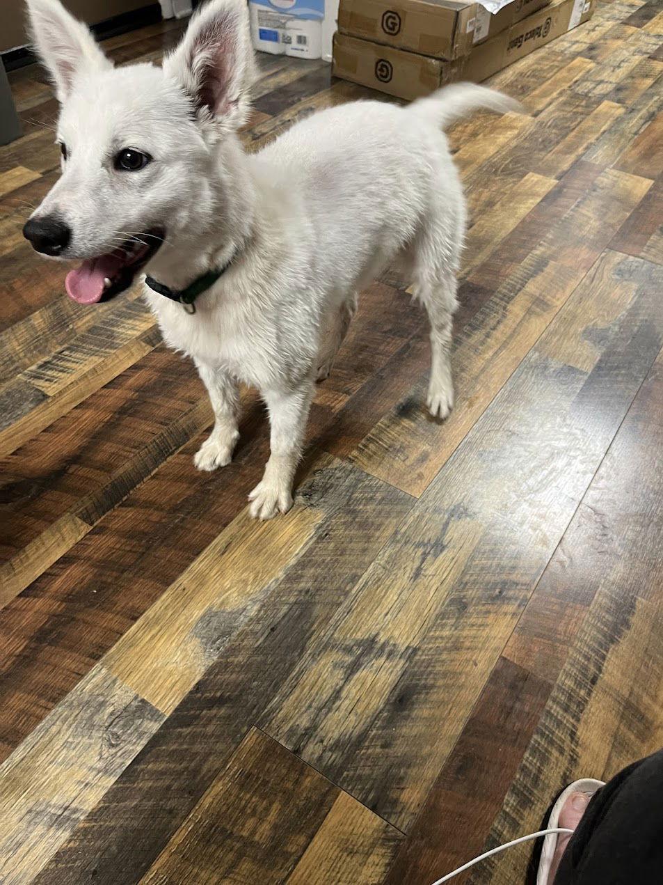 Enlarge Teddy of Westernport Md, a Adoptable American Eskimo Dog in Westernport, MD image 2/3