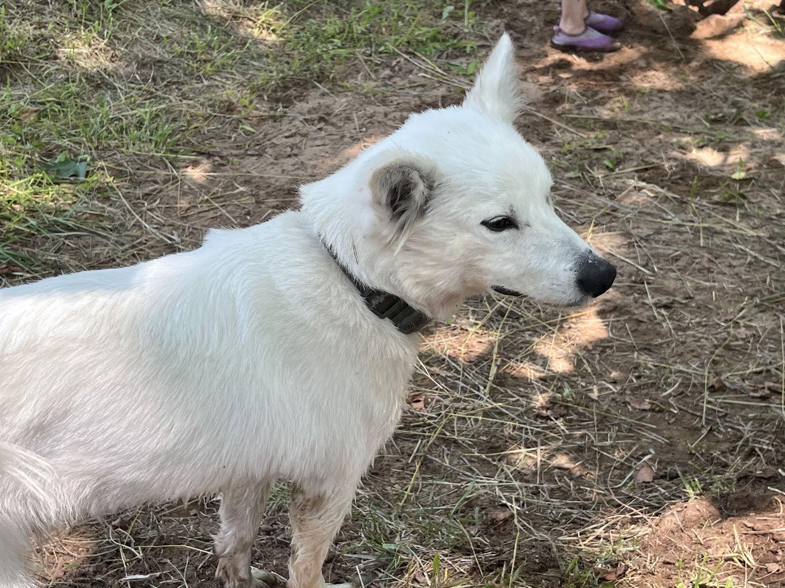 Enlarge Teddy of Westernport Md, a Adoptable American Eskimo Dog in Westernport, MD image 3/3